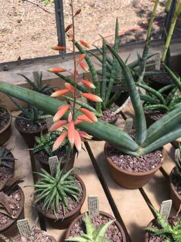 Aloe 'Fiesta'