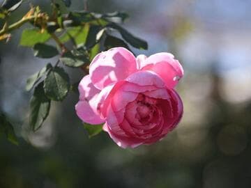 Rosa 'Huntington Rose'