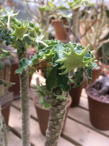Dorstenia foetida