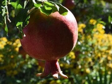 Punica granatum