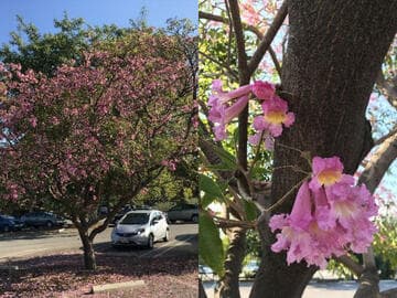 Tabebuia heptaphylla