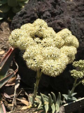 Crassula perfoliata var. perfoliata
