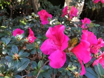 Rhododendron (Azalea Group) 'Nuccio's Carnival Time'