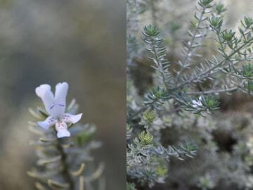 Westringia fruticosa 'Morning Light'
