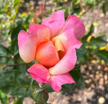 Rosa 'La Jolla'