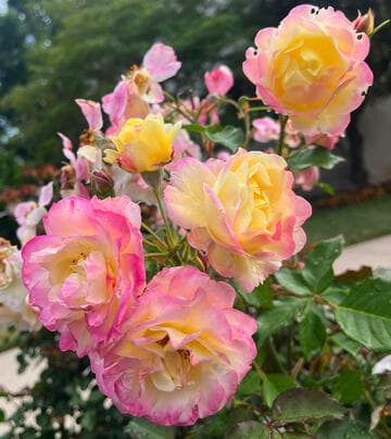 Rosa 'Huntington's 100th'