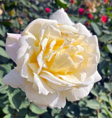 Rosa 'Lemon Spice'