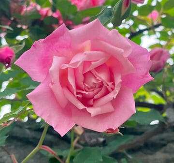 Rosa 'Florence Bowers Pink Tea'