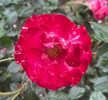 Rosa 'Heart 'n' Soul'