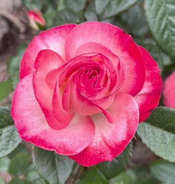 Rosa 'Coretta Scott King'