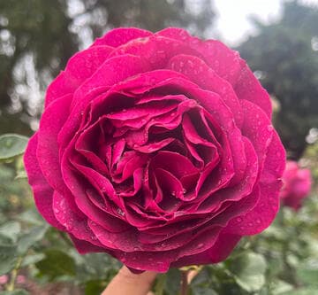 Rosa 'Celestial Night'