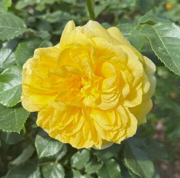 Rosa 'Happy Child'