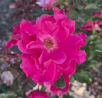 Rosa 'Permanent Wave'