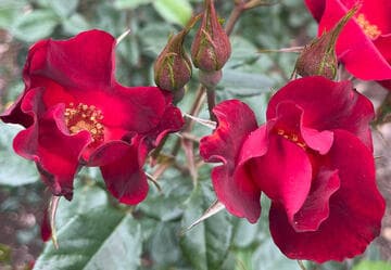 Rosa 'Paul Ecke, Jr.'