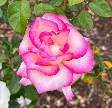 Rosa 'Miss Congeniality'