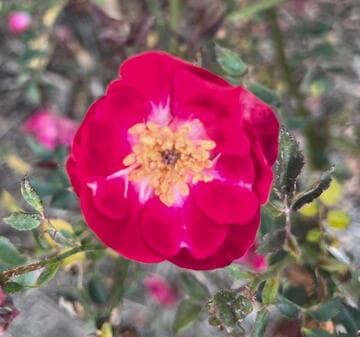 Rosa 'Martha Gonzales'