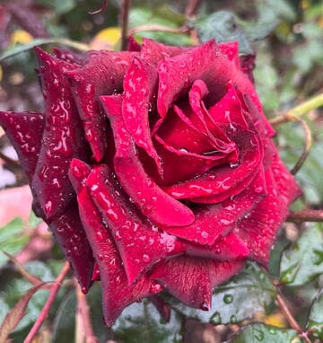 Rosa 'Madame Delbard'