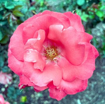 Rosa 'Marmalade Skies'