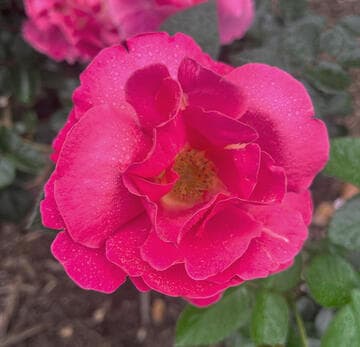 Rosa 'Shining Moment'