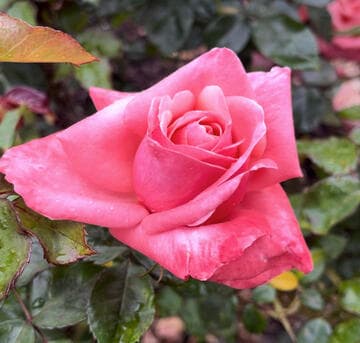 Rosa 'Silver Jubilee'