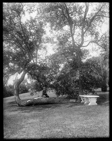 Henry E. Huntington sitting under an oak