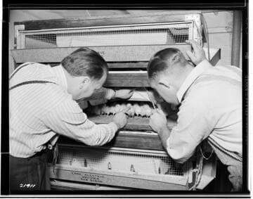 P2 - Poultry - Poultry Book