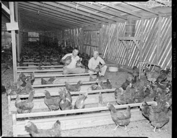 Two men in chicken coop