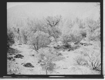 Stream through riparian area