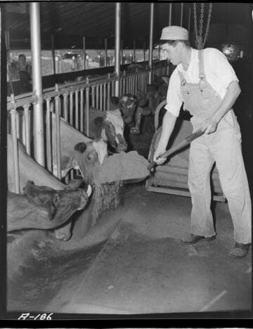 Dairy Booklet photos