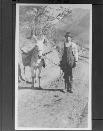 An unidentified teamster with his mule loaded with supplies in the mountains