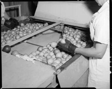 Lemon Exchange -- workers sorting lemons on processing line