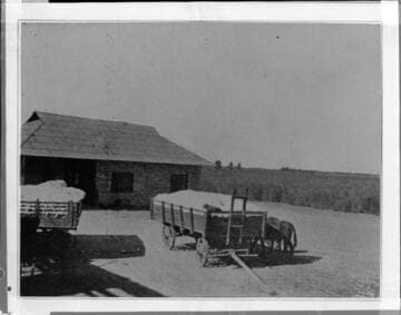 Wagons full of harvested cotton