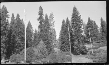 Distribution line through forest