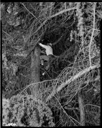 Line man climbing tree (for trimming?)