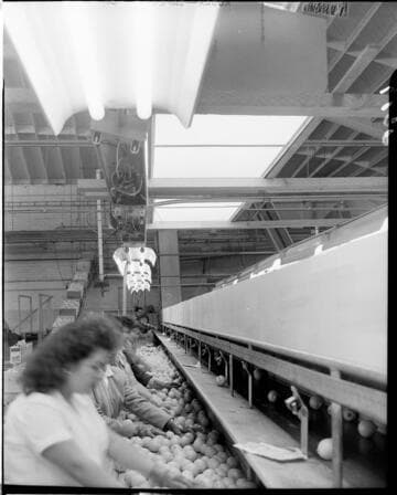 People sorting fruit on conveyors in a packing plant