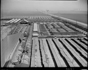 Agriculture, poultry