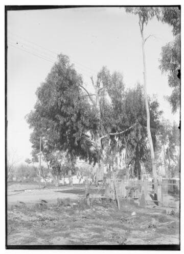 Tree growing up into wires