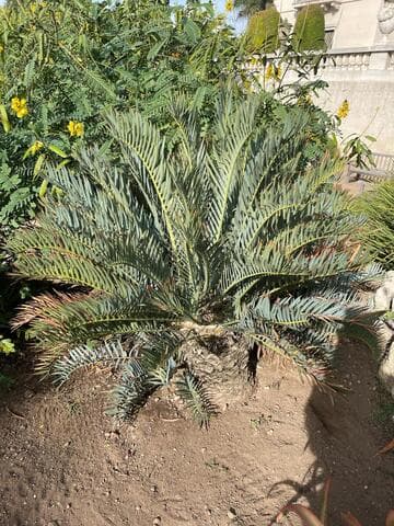 Encephalartos trispinosus