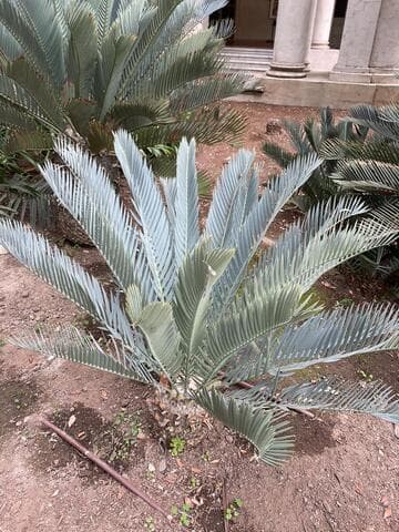 Encephalartos princeps