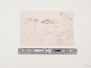 Studies of Chicken and Sheep