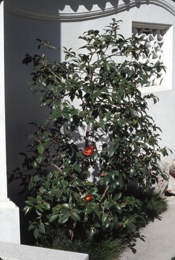 Camellia 'Red Tulip'