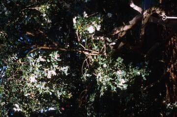 Camellia sasanqua 'Cleopatra's Blush'