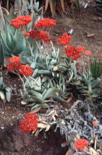 Crassula perfoliata var. falcata