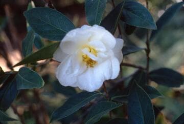 Camellia 'Lemon Twist'