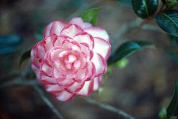 Camellia x williamsii 'Joe Nuccio'