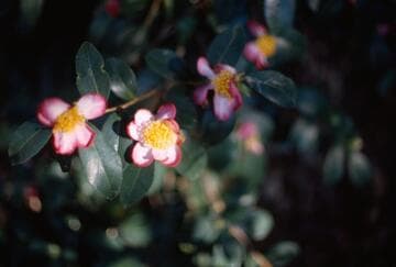 Camellia sasanqua 'Ocean Springs'