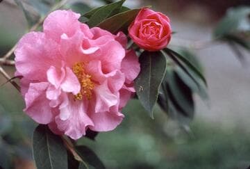 Camellia reticulata 'Mudan Cha' (Peony Camellia)