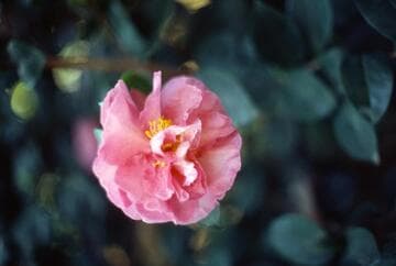 Camellia sasanqua 'Bert Jones'