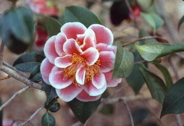 Camellia japonica 'Tama Glitters'