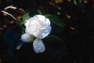 Camellia japonica 'Mount Shasta'